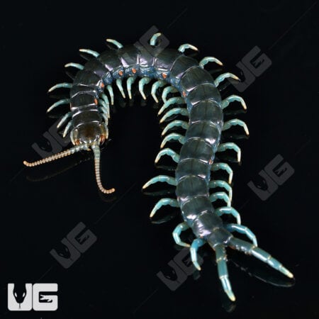 Borneo Blue Centipede for sale - Underground Reptiles