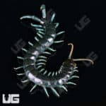 Borneo Blue Centipede crawling on black background.