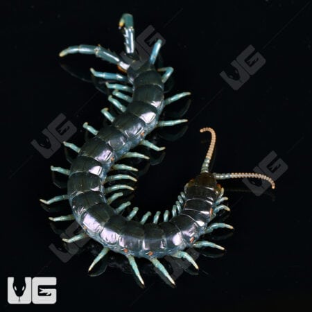 Borneo Blue Centipede crawling on black background.
