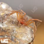 Chilean Six Eyed Sand Spider (Sicarius gracilis) For Sale - Underground Reptiles