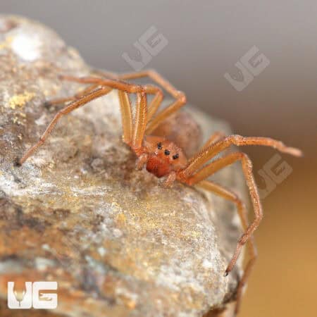 Chilean Six Eyed Sand Spider (Sicarius gracilis) For Sale - Underground Reptiles