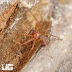Chilean Six Eyed Sand Spider (Sicarius gracilis) For Sale - Underground Reptiles