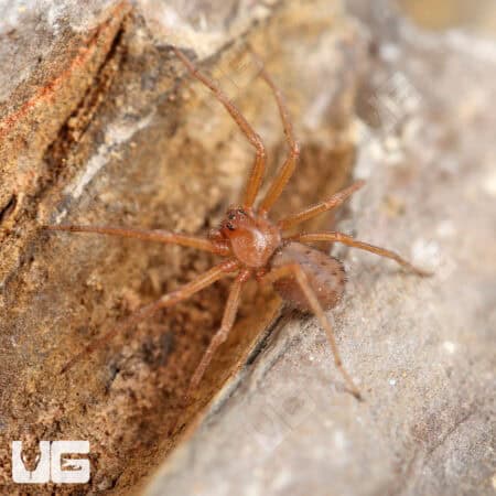 Chilean Six Eyed Sand Spider (Sicarius gracilis) For Sale - Underground Reptiles