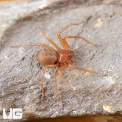 Chilean Six Eyed Sand Spider (Sicarius gracilis) For Sale - Underground Reptiles