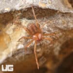 Chilean Six Eyed Sand Spider (Sicarius gracilis) For Sale - Underground Reptiles