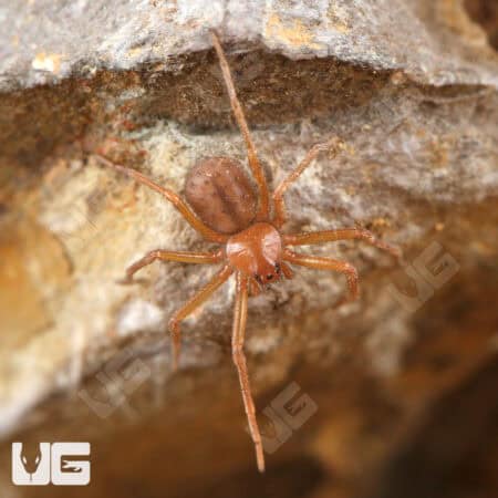 Chilean Six Eyed Sand Spider (Sicarius gracilis) For Sale - Underground Reptiles