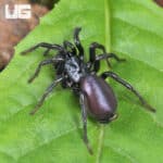 Chinese Funnel Web Spider (Macrothele palpator) For Sale - Underground Reptiles