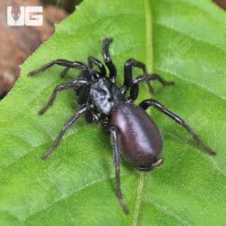 Chinese Funnel Web Spider (Macrothele palpator) For Sale - Underground Reptiles
