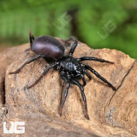 Chinese Funnel Web Spider (Macrothele palpator) For Sale - Underground Reptiles