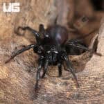 Chinese Funnel Web Spider (Macrothele palpator) For Sale - Underground Reptiles