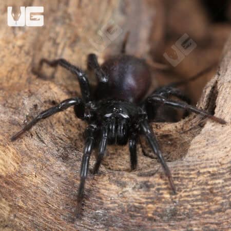 Chinese Funnel Web Spider (Macrothele palpator) For Sale - Underground Reptiles