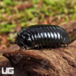 Darth Vader Giant Pill Millipede (Zoosphaerium darthvaderi) For Sale - Underground Reptiles