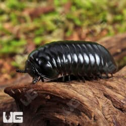 Darth Vader Giant Pill Millipede (Zoosphaerium darthvaderi) For Sale - Underground Reptiles