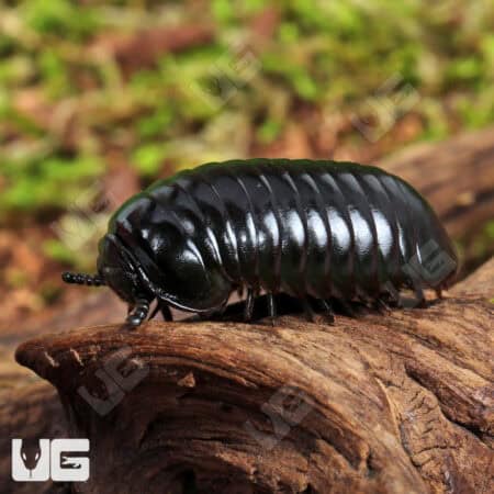 Darth Vader Giant Pill Millipede (Zoosphaerium darthvaderi) For Sale - Underground Reptiles