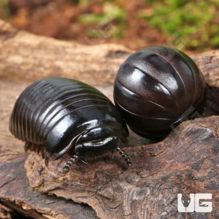 Darth Vader Giant Pill Millipede (Zoosphaerium darthvaderi) For Sale - Underground Reptiles