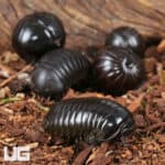 Darth Vader Giant Pill Millipede (Zoosphaerium darthvaderi) For Sale - Underground Reptiles