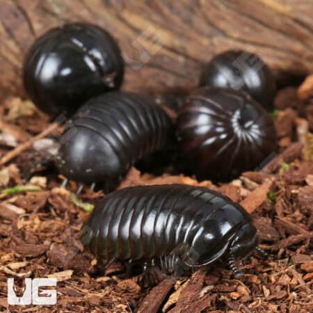 Darth Vader Giant Pill Millipede (Zoosphaerium darthvaderi) For Sale - Underground Reptiles