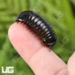 Darth Vader Giant Pill Millipede (Zoosphaerium darthvaderi) For Sale - Underground Reptiles