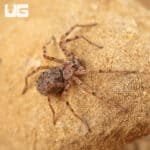 Ecuadorian Six Eyed Sand Spider (Sicarius gracilis) For Sale - Underground Reptiles