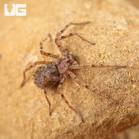 Ecuadorian Six Eyed Sand Spider (Sicarius gracilis) For Sale - Underground Reptiles