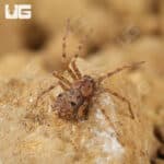 Ecuadorian Six Eyed Sand Spider (Sicarius gracilis) For Sale - Underground Reptiles