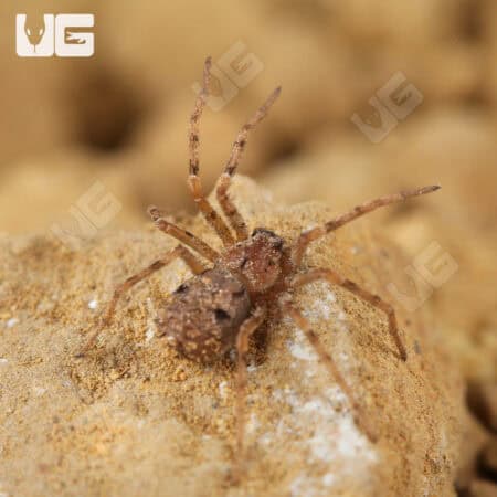 Ecuadorian Six Eyed Sand Spider (Sicarius gracilis) For Sale - Underground Reptiles