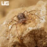 Ecuadorian Six Eyed Sand Spider (Sicarius gracilis) For Sale - Underground Reptiles