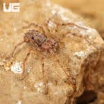 Ecuadorian Six Eyed Sand Spider (Sicarius gracilis) For Sale - Underground Reptiles