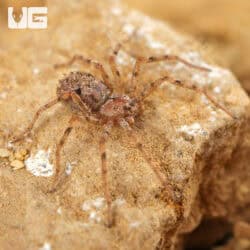 Ecuadorian Six Eyed Sand Spider (Sicarius gracilis) For Sale - Underground Reptiles