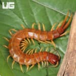 Giant Caribbean Centipede (Scolopendra alternans) For Sale - Underground Reptiles