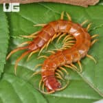 Giant Caribbean Centipede (Scolopendra alternans) For Sale - Underground Reptiles