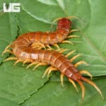 Giant Caribbean Centipede (Scolopendra alternans) For Sale - Underground Reptiles