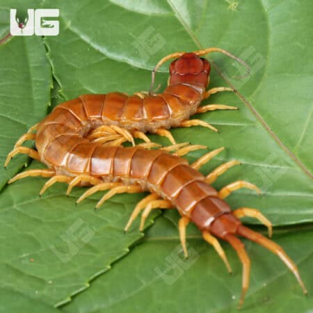 Giant Caribbean Centipede (Scolopendra alternans) For Sale - Underground Reptiles