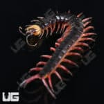 Gracille Centipede (Scolopendra gracillima) For Sale - Underground Reptiles