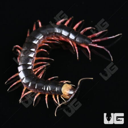 Gracille Centipede (Scolopendra gracillima) For Sale - Underground Reptiles