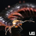 Gracille Centipede (Scolopendra gracillima) For Sale - Underground Reptiles