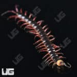 Gracille Centipede (Scolopendra gracillima) For Sale - Underground Reptiles