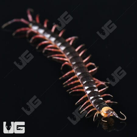 Gracille Centipede (Scolopendra gracillima) For Sale - Underground Reptiles