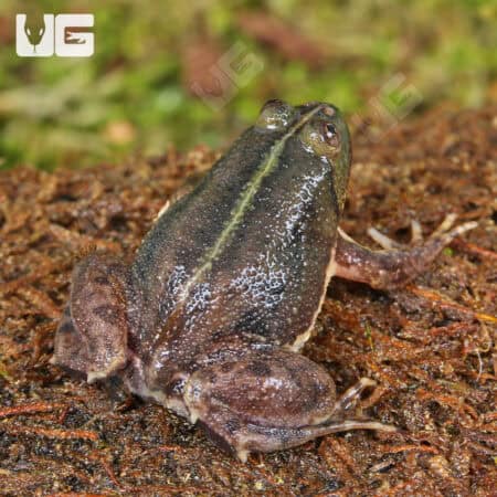 Green Puddle Frog For Sale - Underground Reptiles