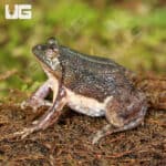 Green Puddle Frog For Sale - Underground Reptiles
