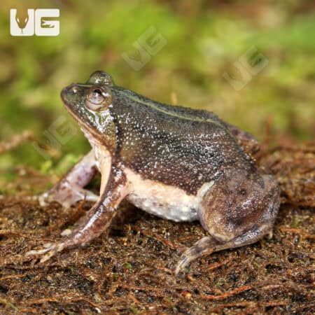 Green Puddle Frog For Sale - Underground Reptiles
