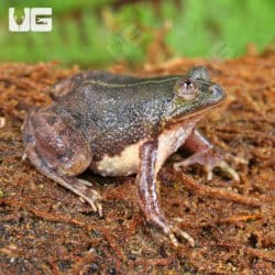 Green Puddle Frog For Sale - Underground Reptiles