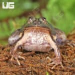 Green Puddle Frog For Sale - Underground Reptiles