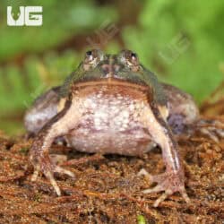 Green Puddle Frog For Sale - Underground Reptiles