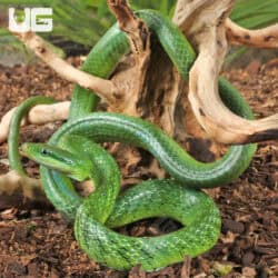 Green Bush Ratsnake For Sale - Underground Reptiles