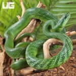Green Bush Ratsnake For Sale - Underground Reptiles