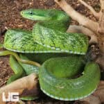 Green Bush Ratsnake For Sale - Underground Reptiles