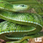 Green Bush Ratsnake For Sale - Underground Reptiles
