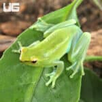 Hatchet Face Tree Frog (Sphaenorhynchus lacteus) For Sale - Underground Reptiles