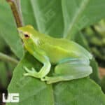 Hatchet Face Tree Frog (Sphaenorhynchus lacteus) For Sale - Underground Reptiles